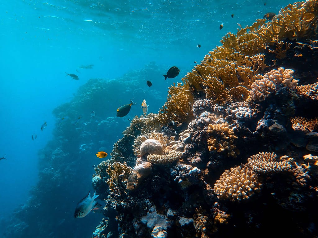 Maldives reefs are rich in marine life