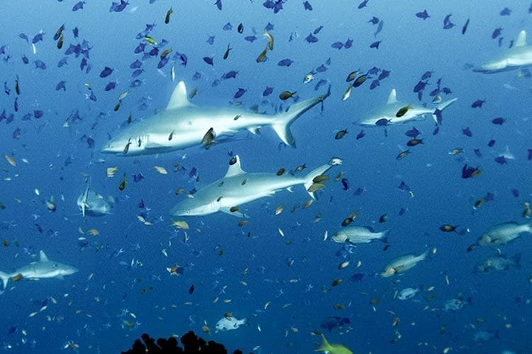 Many channels in Maldives are rich in marine life