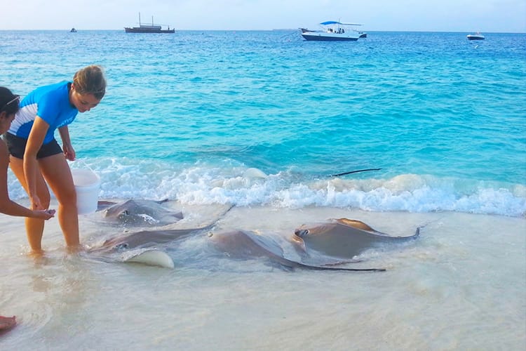 Feeding and observing manta ray