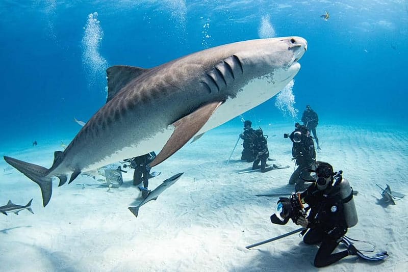 Shark feeding and observation