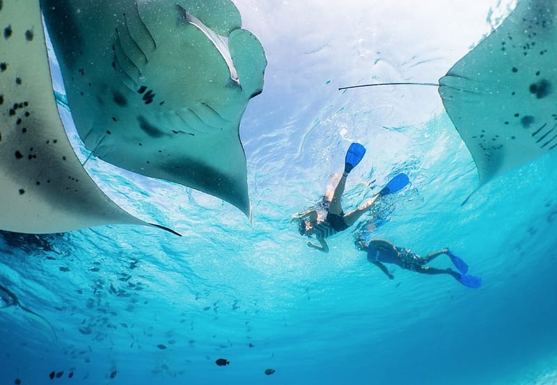 Hanifaru Bay, Photo by Dive Butler, Amilla Maldives Resort & Residences