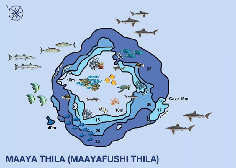 Maaya Thila - Maldives