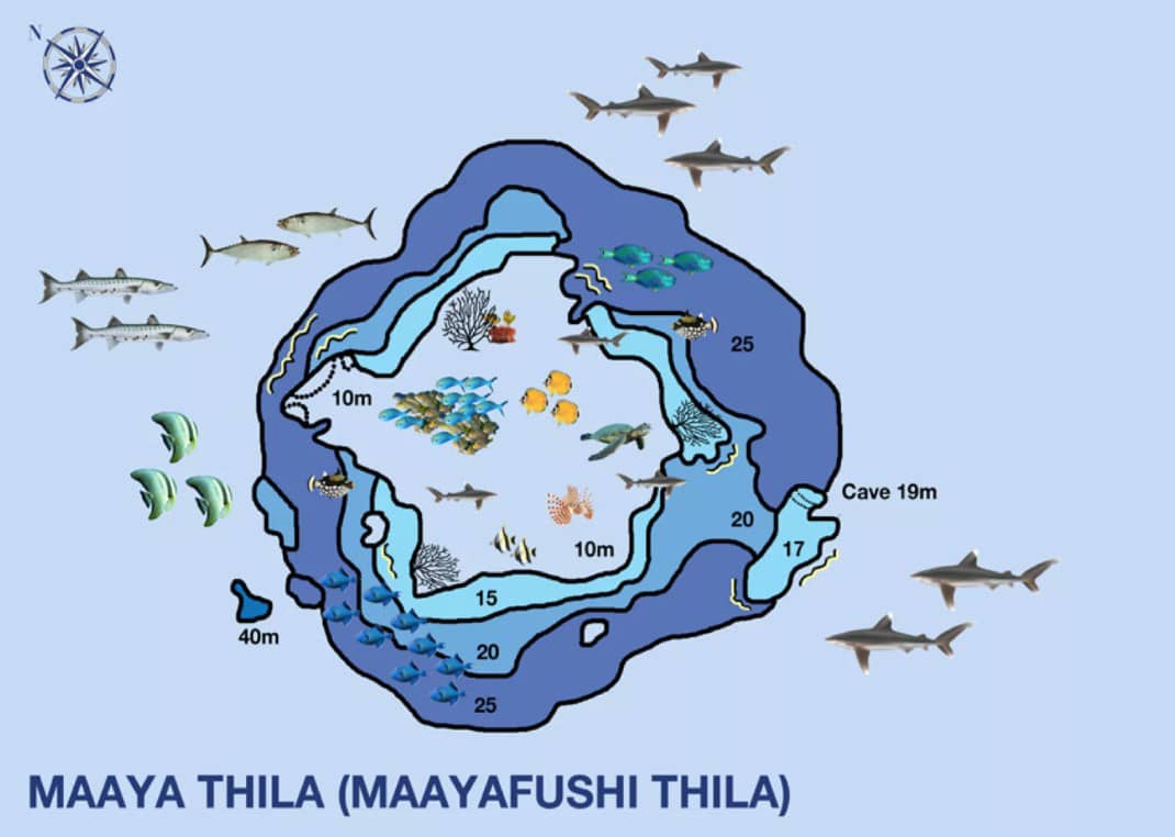 Maaya Thila - Maldives